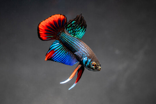 Male Betta Imbellis, Siamese Fighting Fish, Peaceful Betta isolated on black background.