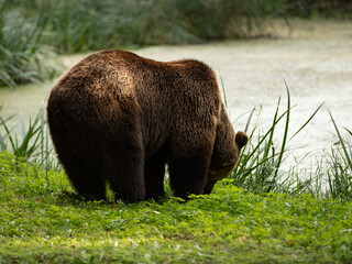 Grazing brown bear next to a pond. The male Ursus arctos is eating green grass. The head is turned to the ground. The natural scenery is calm and idyllic. A lake is in the background.