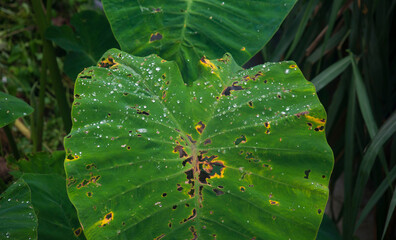 Tropical leaf in the garden with rain drop on it.