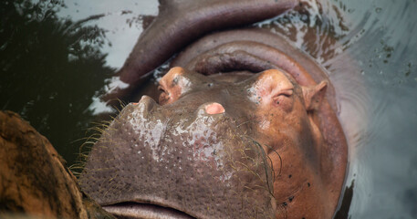Hippopotamus in the water, close-up portrait.