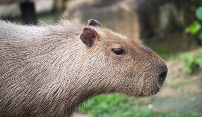 Capybara (Hydrochoerus hydrochaeris) in zoo