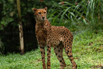 Cheetah portrait with a head on view, copy space for text