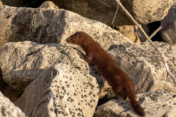 American mink (Neovison vison) on the hunt on the lake Michigan.