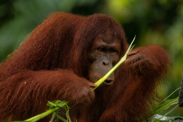 Adult orangutan considering whether he should eat the grass stick © Tatiana Kashko