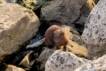 American mink (Neovison vison) on the hunt on the lake Michigan.