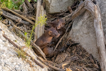 American mink (Neovison vison), on the hunt on the lake Michigan.