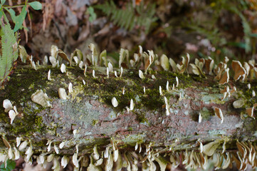 Fungus mushrooms growing down tree limb in the woods. White color with spikes, green moss in...