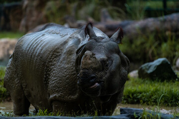 Rare almost extinct Indian Rhinoceros in Singapore zoo during the night safari