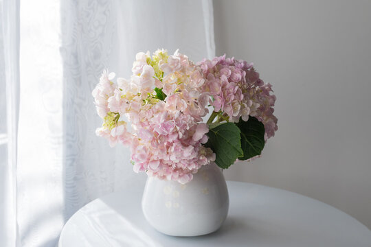 Close up of pink hydrangea flowers in white jug on small table next to sheer curtain with sunlight (selective focus)