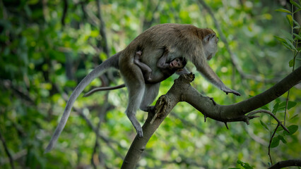 long tail maccaca 