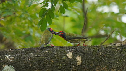 bird on a branch