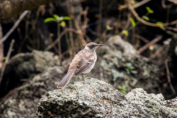 small mocking bird or Mimus parvulus under the mangroves in Las Ninfas lagoon in Galapagos