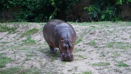hippopotamus in the grass