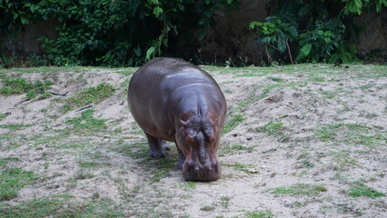 hippopotamus grazing on grass