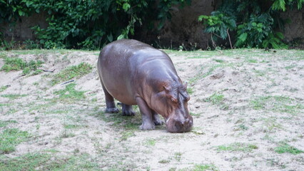 hippopotamus in the wild