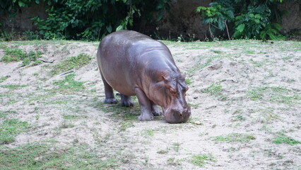 hippopotamus is gnaw on grass in the wild 