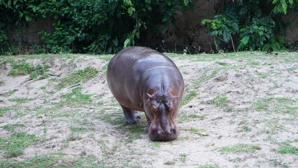 hippopotamus in the grass