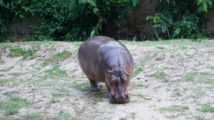Hippopotamus