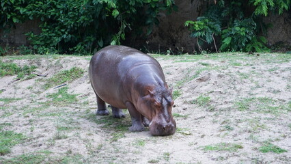 hippopotamus in the grass
