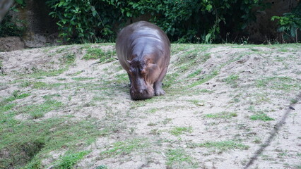 hippopotamus in the woods