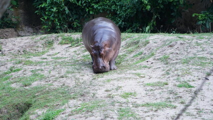hippopotamus in the woods