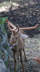 deer in the woods