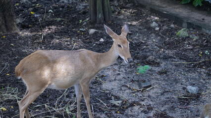 The young deer is in a green bush.