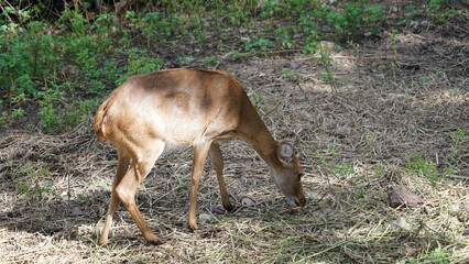 deer in the woods
