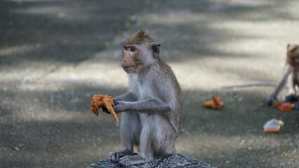 Monkey sitting and eating fried chicken