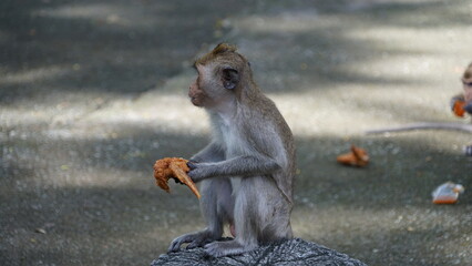 Monkey sitting and eating fried chicken