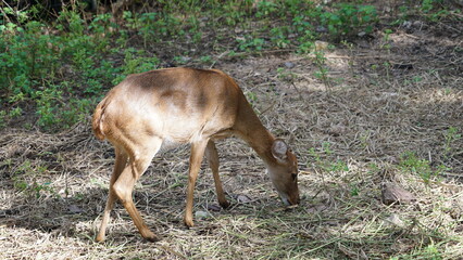 deer in the forest Brown deer munching on grass