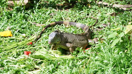 Iguana sunbathing on the grass