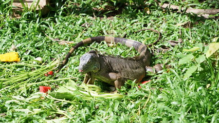 Iguana sunbathing on the grass