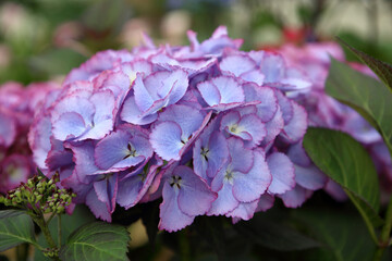 Close up photo of hortensia or hydrangea kanmara in lilac flower.  A new generation of hydrangea...