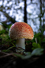 fly agaric mushroom