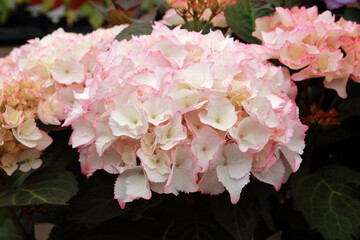 Close up photo of hortensia or hydrangea Hydrangea macrophylla 'Champagne'  A new generation of hydrangea with large, majestic blooms in unique shades and elegant foliage