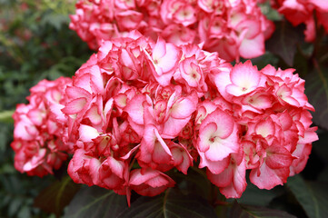 Close up photo of hortensia or hydrangea Hydrangea kanmara in strong pink. A new generation of hydrangea with large, majestic blooms in unique shades and elegant foliage