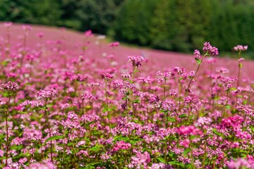 光を浴びて輝く満開の赤蕎麦の花