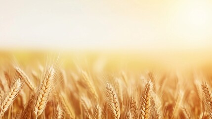space for text on realistic wheat field background, background image, AI generated - obrazy, fototapety, plakaty