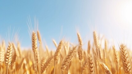 Fototapeta premium space for text on realistic wheat field background, background image, AI generated