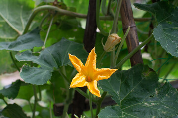 Pumkin flower with pumpkin plant in garden