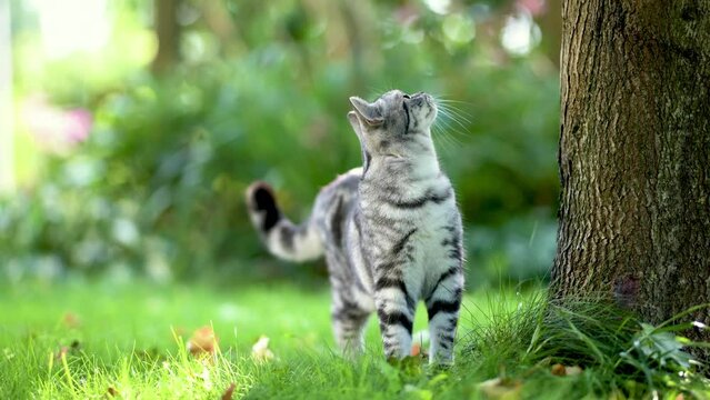 British shorthair silver tabby kitten walking in a back yard on a bright summer day. Slow motion footage of a juvenile domestic cat having fun outdoors in a garden or a back yard.