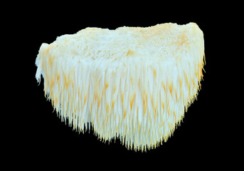 Edible mushroom on tree (Hericium erinaceus)