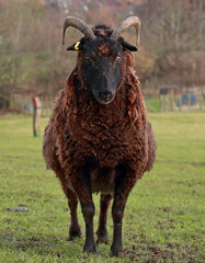 Vertical portrait photo of a Soay sheep ram. This breed is hardy, low-maintenance, and eco-friendly,  naturally molting , low-input farming,they have disease-resistant and parasite-tolerant traits.