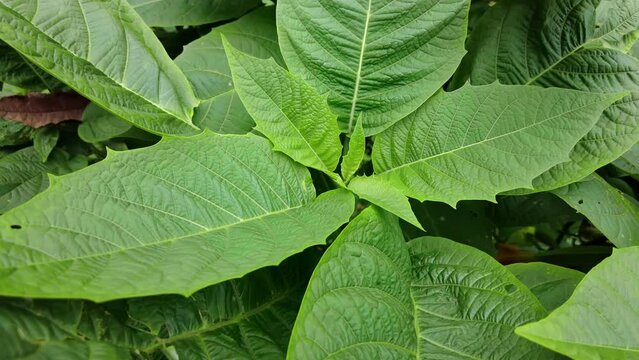 Grape green leaves close-up. Background of fresh green leaves