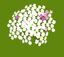 vector illustration of the stem of the daucus carota plant