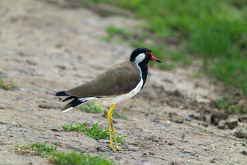 A Red Wattled Lapwings(Vanellus indicus) stands on the wetland. Bharatpur Bird Sanctuary in Keoladeo Ghana National Park, India.