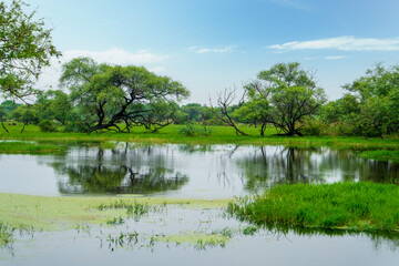 Pools of water, green grass, trees. This is an artificial wetland. Bharatpur Bird Sanctuary in Keoladeo Ghana National Park, India.