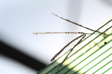 Close up of green canopy with sunlight and shadow creating an abstract effect