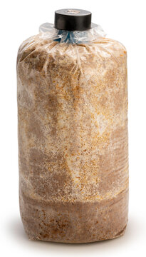 Bag container with inoculated mycelium of mushrooms isolated on white background, Mushroom growing kit on White Background With clipping path.